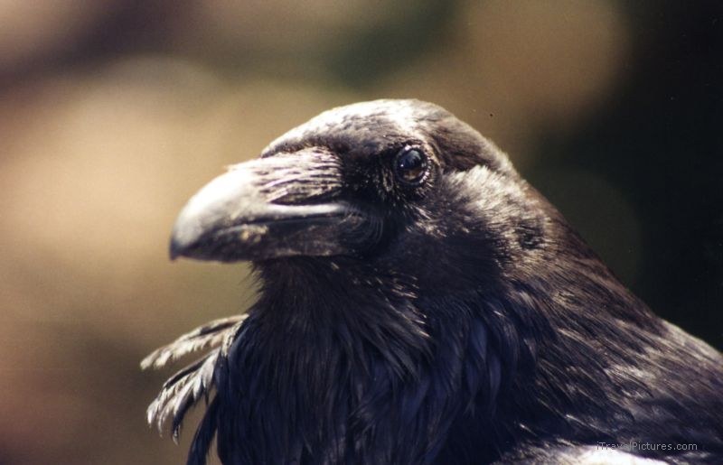 Jasper national park raven bird